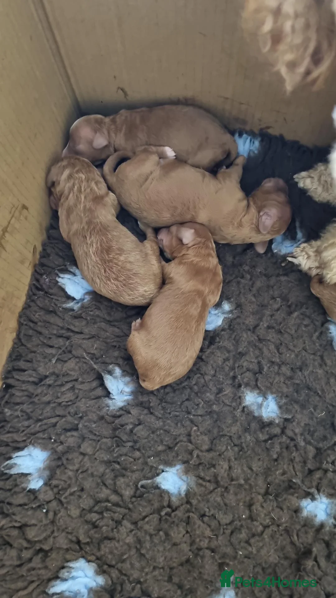Miniature Poodle dogs for sale: Beautiful miniature poodle puppies  - Advert 10
