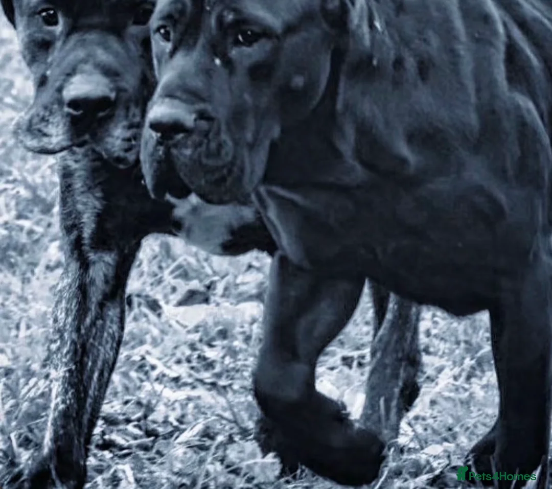 Presa Canario dogs for sale: World class presa canarios  - Advert 36