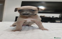 Whippet dogs for sale: Whippet pups  - Image 4