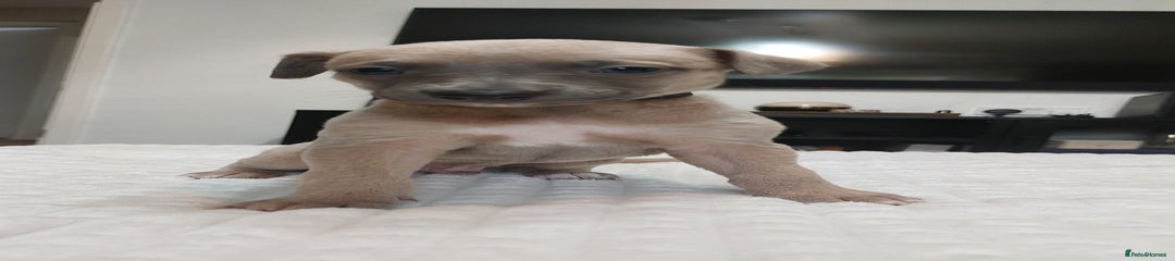Whippet Puppy 2