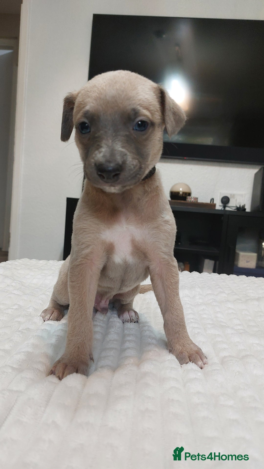 Whippet dogs for sale: Whippet pups  - Image 4