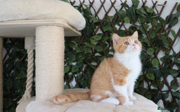 British Shorthair cats for sale: Ready CH Bloodlines BSH TICA registered kittens in Feltham - Image 8