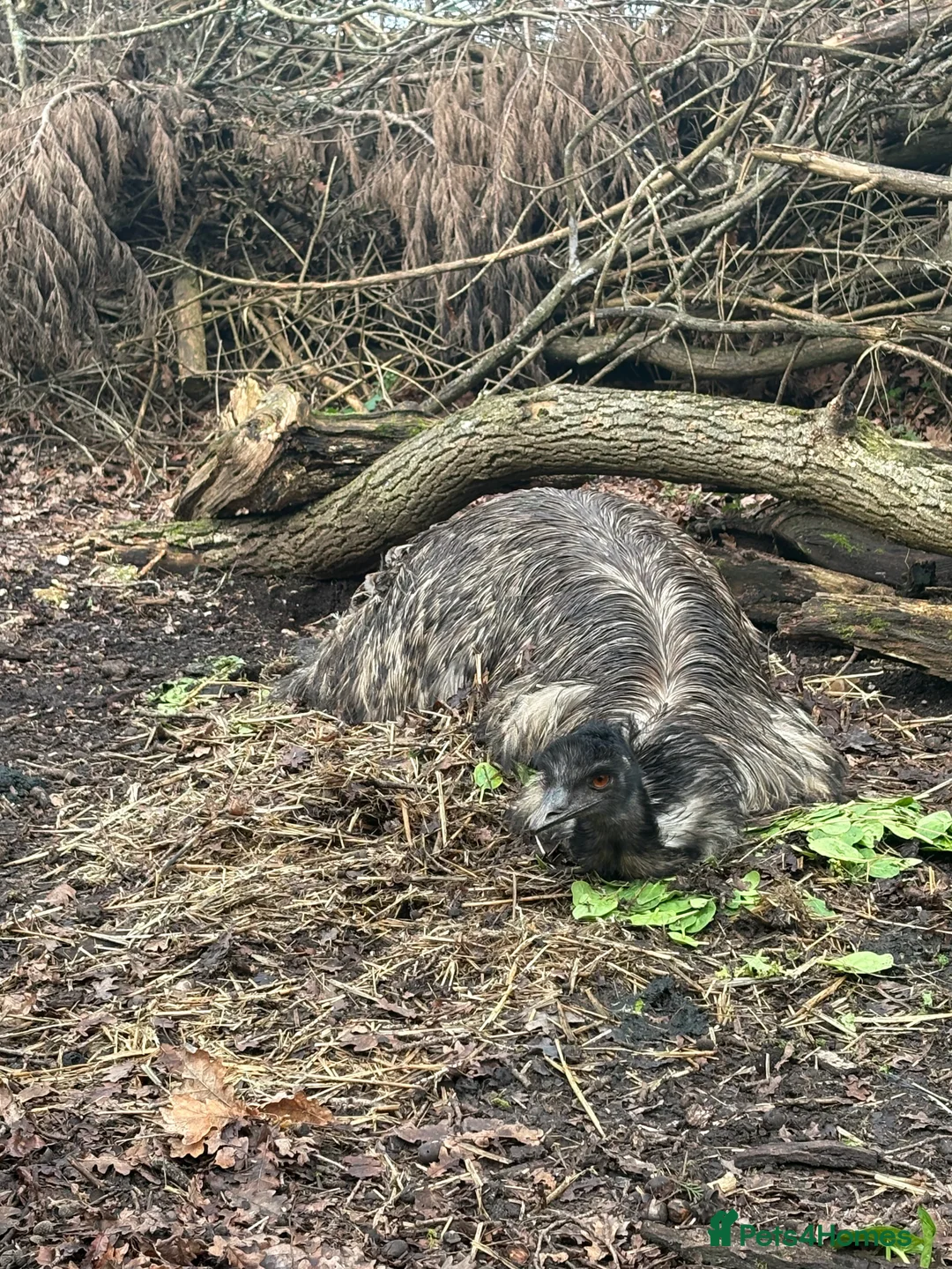 Emus poultry for sale: Emu chicks for sale, £125 each, due mid March. - Advert 3