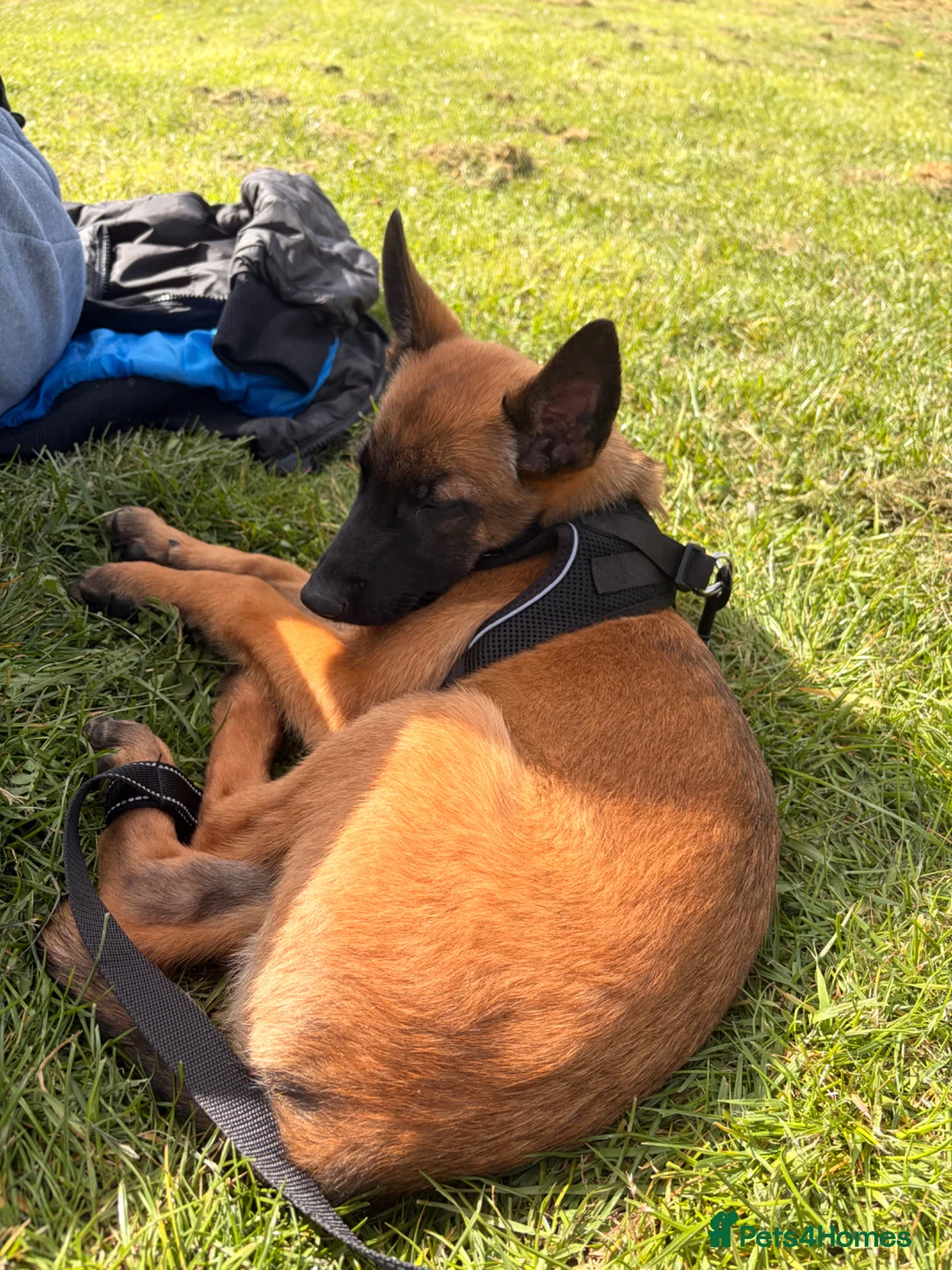 Belgian Shepherd Dog dogs for sale: KC reg Belgian Malinois puppy  - Advert 4