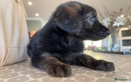 Mixed Breed dogs for sale: Goldendoodle x Blue Sable German Shepard puppies - Advert 19