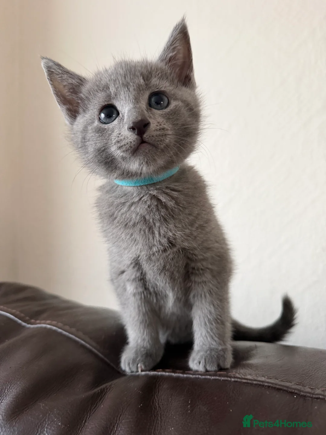 Russian Blue cats for sale: Russian blue TICA registered kittens  - Advert 25