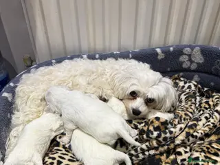 Maltese dogs Bichon Maltese - Advert 1