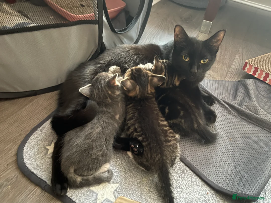 Mixed Breed cats for sale: Beautiful tabby boy - Advert 3