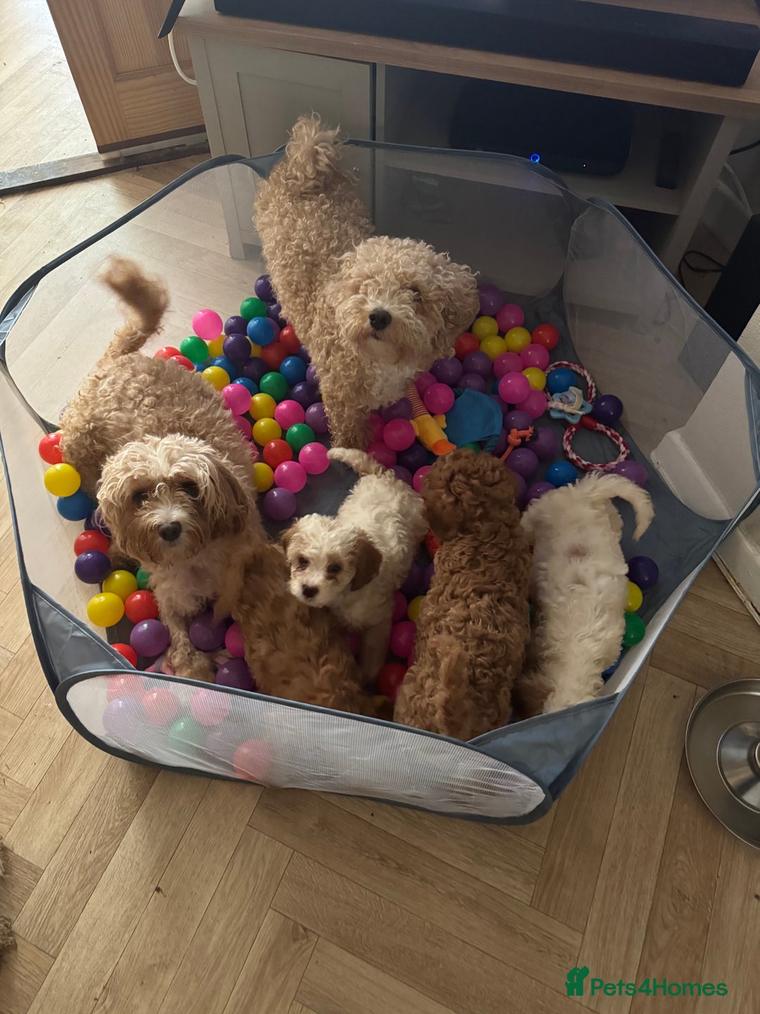 Mixed Breed dogs for sale: Cavapoo X Shihpoo puppies for sale - Image 16