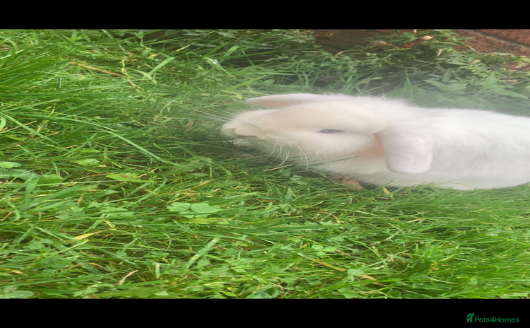 Mini Lop rabbits - Advert 12