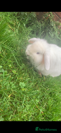 Mini Lop rabbits - Advert 12