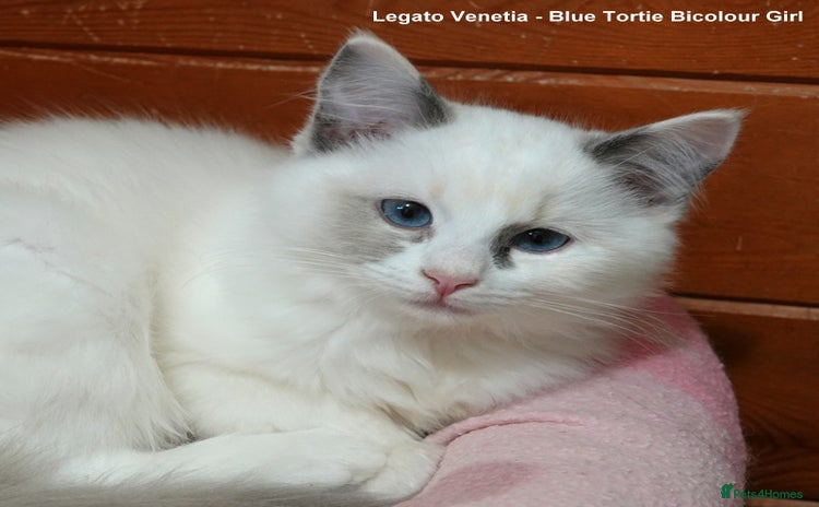 Ragdoll cats - Advert 1