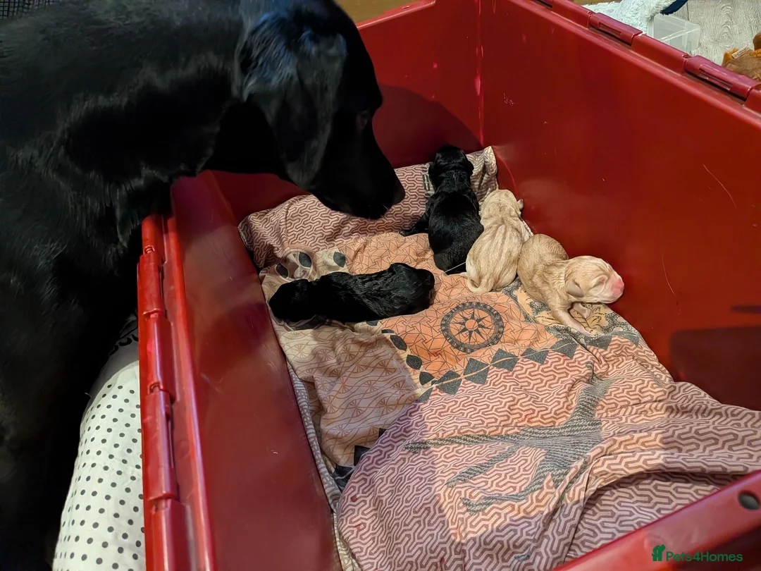 Labrador Retriever dogs for sale: Seven Week old Labrador Pups in Aberdeen - Advert 2