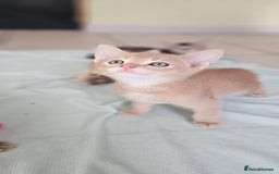 Abyssinian cats for sale: Abyssinian and Bengal x kittens 😻 - Image 16