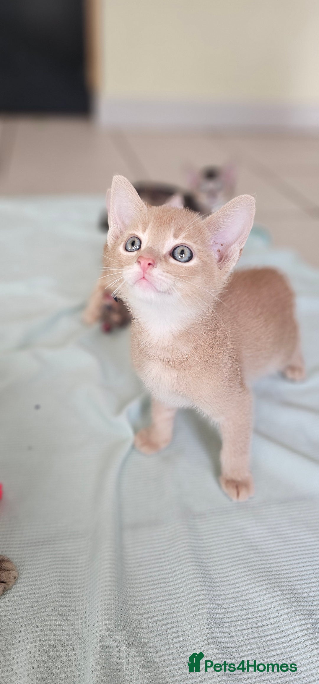 Abyssinian cats for sale: Abyssinian and Bengal x kittens 😻 - Image 16
