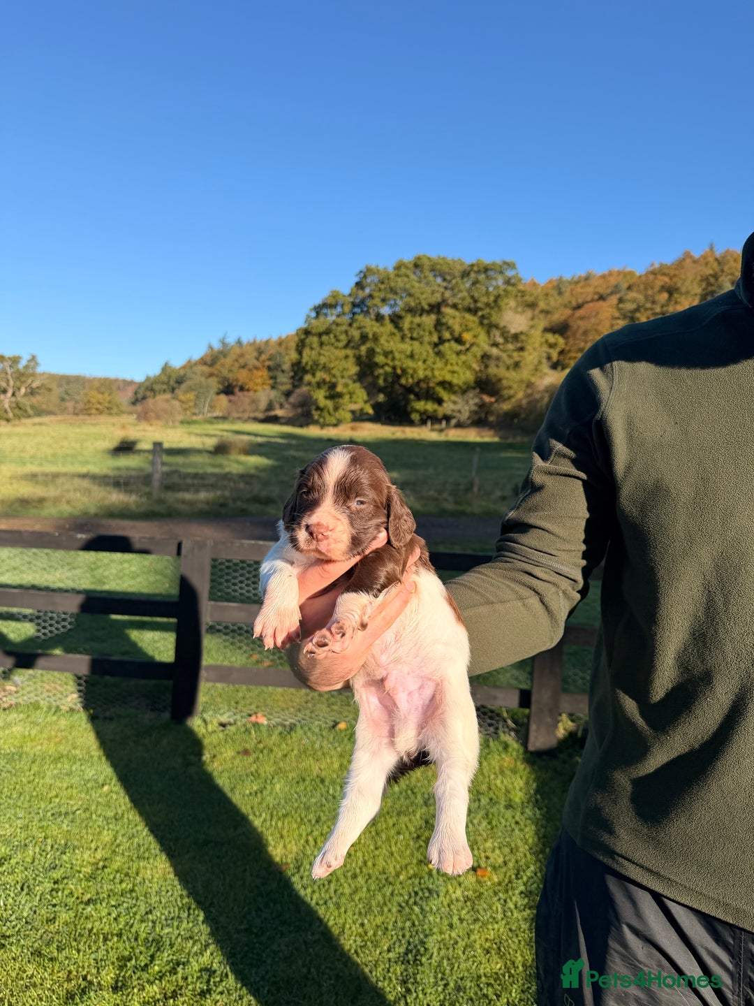 English Springer Spaniel dogs for sale: Springer Spaniel Puppies - 3 Males  - Image 5