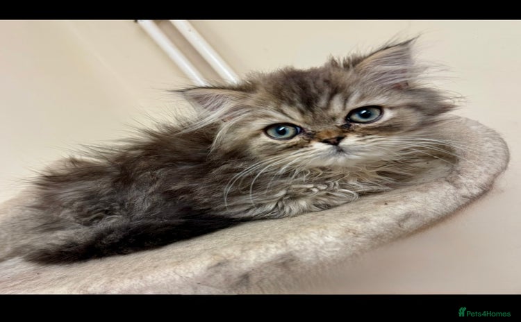 Persian cats Golden Shaded Persian – Microchipped & Vaccinated - Advert 1