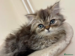 Persian cats Golden Shaded Persian – Microchipped & Vaccinated - Advert 18