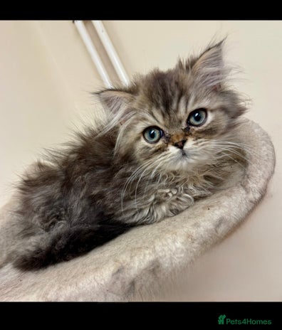 Persian cats Golden Shaded Persian – Microchipped & Vaccinated - Advert 1