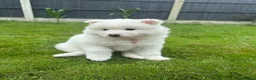 Mixed Breed dogs for sale: Beautiful Samoyed/Siberian Husky puppies💞 - Advert 12