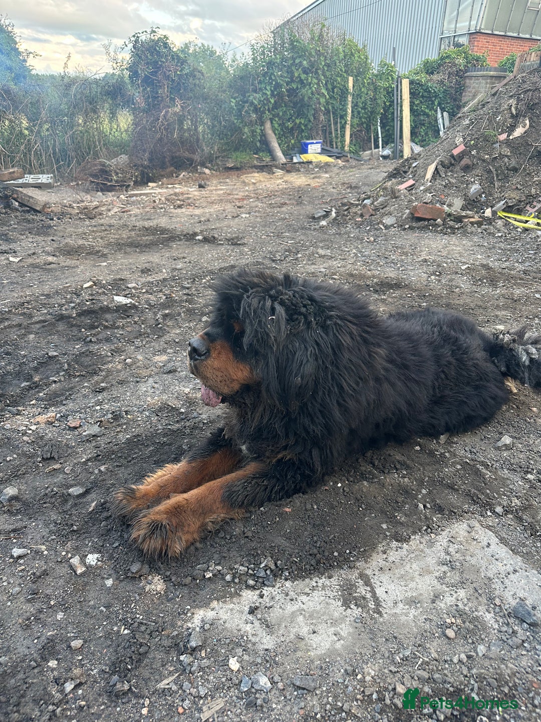 Tibetan Mastiff dogs for sale: Gorgeous Male Tibetan mastiff  in Ibstock - Image 6