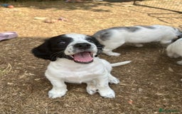 Cocker Spaniel dogs for sale: *Ready Now* Chunky Healthy Working Cocker Spaniels - Image 4