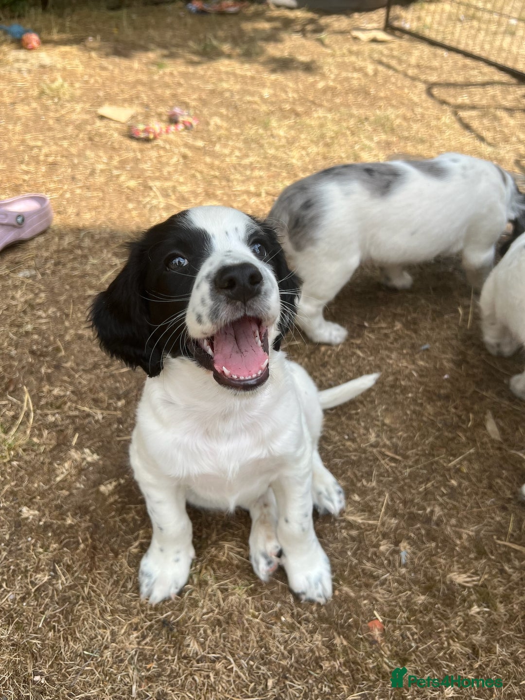 Cocker Spaniel dogs for sale: *Ready Now* Chunky Healthy Working Cocker Spaniels - Image 4
