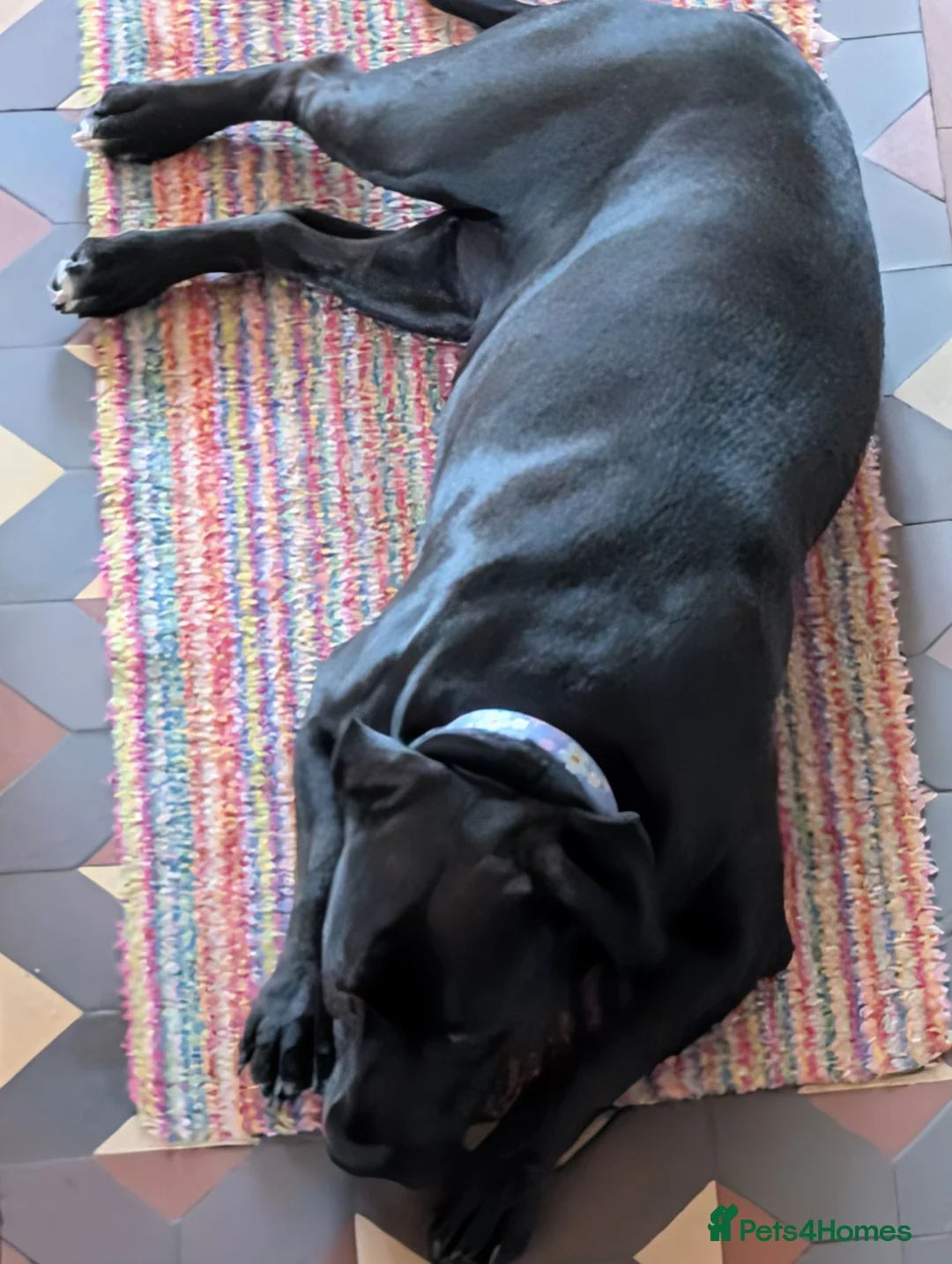 Mixed Breed dogs for sale: Staffordshire Bull Terrier x Labrador 18 Months - Advert 7