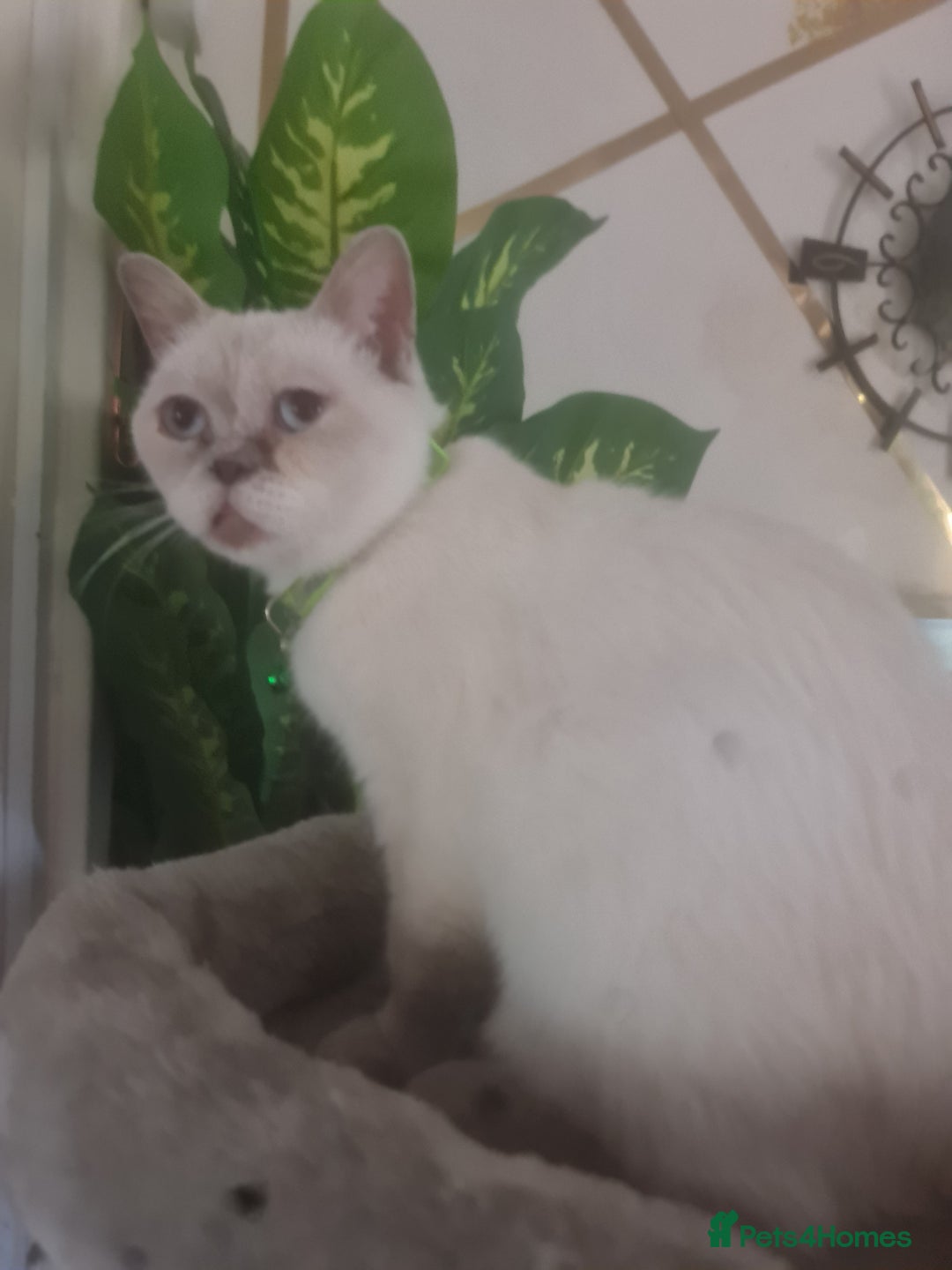 British Shorthair cats for sale: Lovely queeni looking  for  new home - Image 4