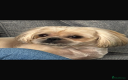 Shih Tzu dogs for sale: Shih tzu pup for sale  - Image 9