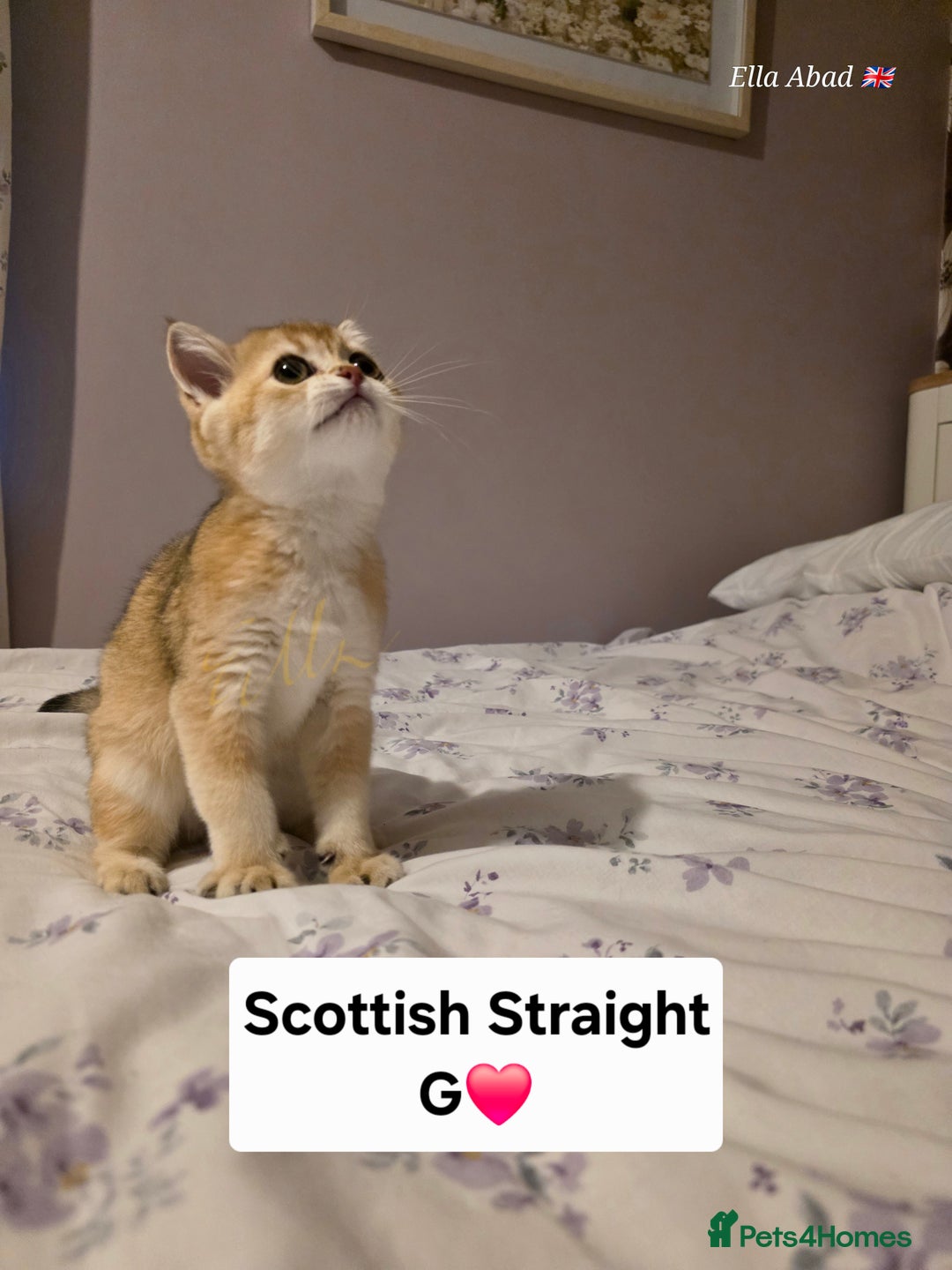 Scottish Fold cats for sale: Purebred Golden chinchilla TICA registered - Image 6