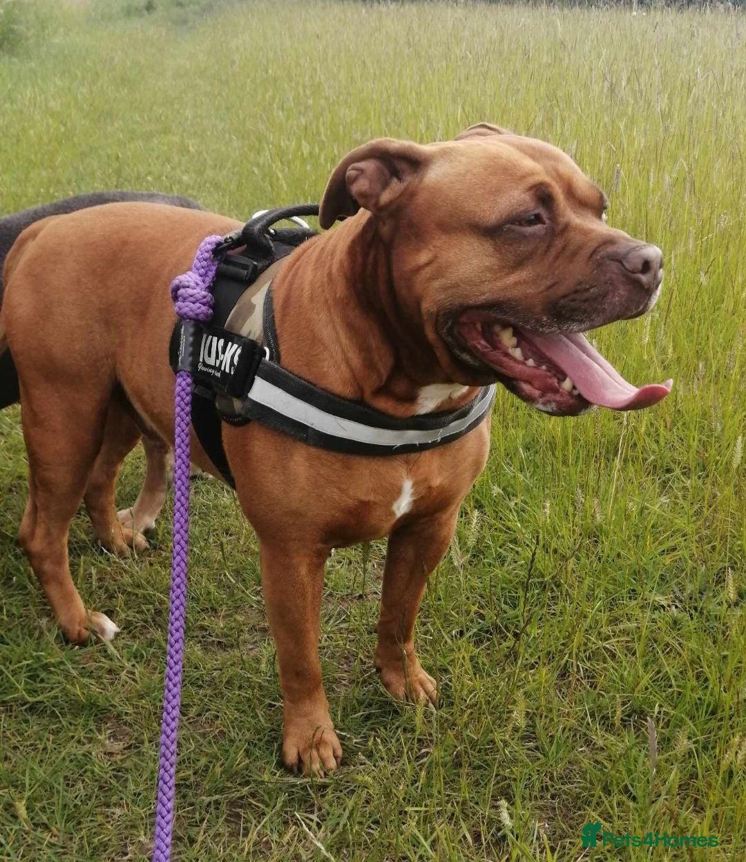 Mixed Breed dogs Beautiful boy needing a new home - Advert 1