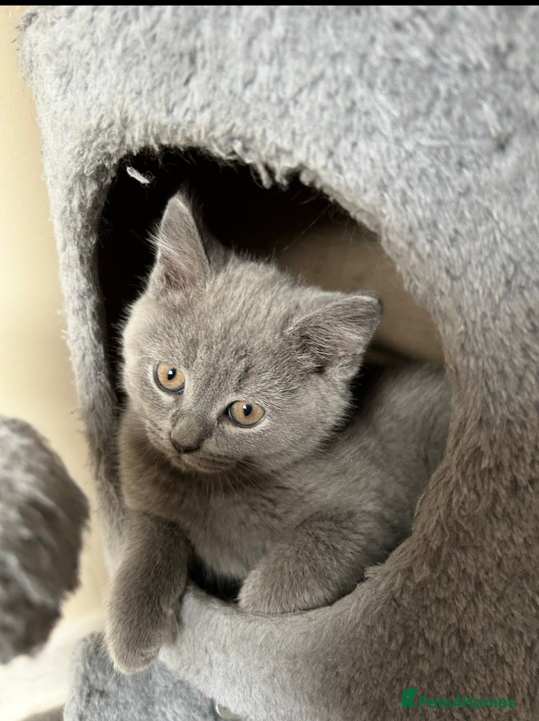 British Shorthair cats for sale: British Shorthair Kitten - Image 6