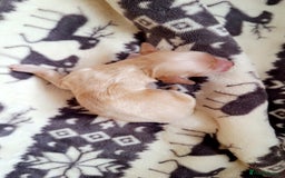 Cockerdor dogs for sale: Cockerdor puppies - Image 4