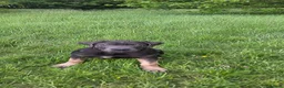 Presa Canario dogs for sale: Little Ron in Windsor - Advert 4