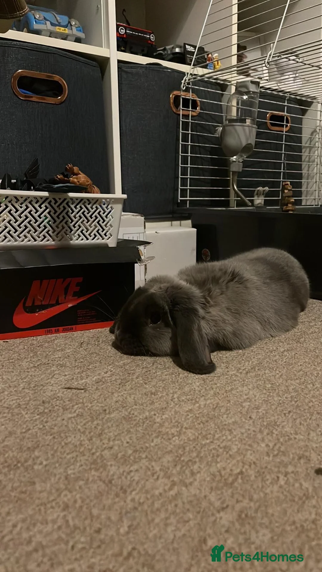 Mini Lop rabbits for sale: Mini Loop  in Brockenhurst - Advert 1