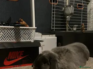 Mini Lop rabbits Mini Loop - Advert 2