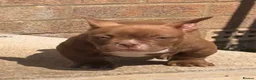 American Bully dogs for sale: Nano bullys micro bully’s  - Advert 10