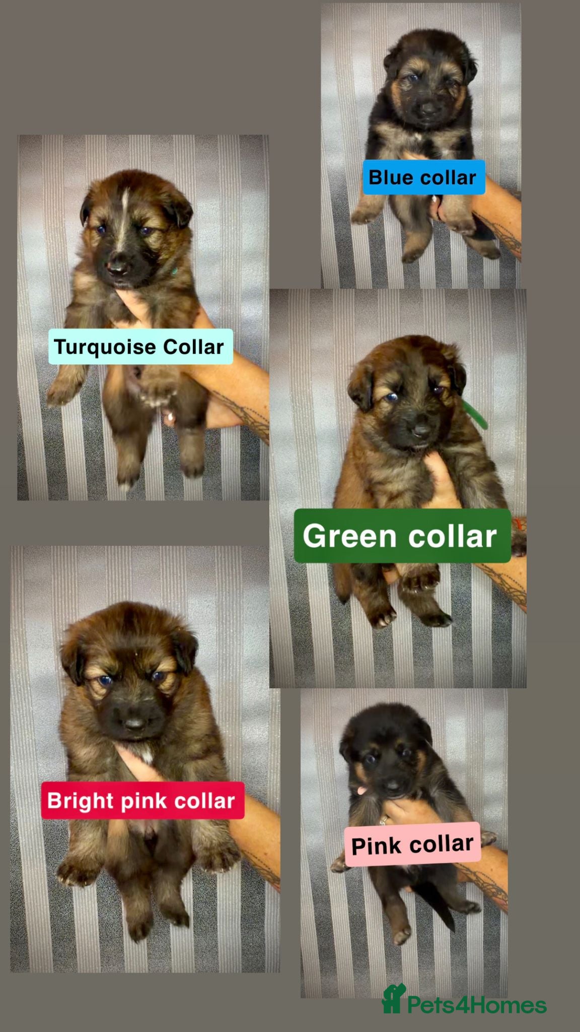 German Shepherd dogs German Shepherd puppies  - Advert 8