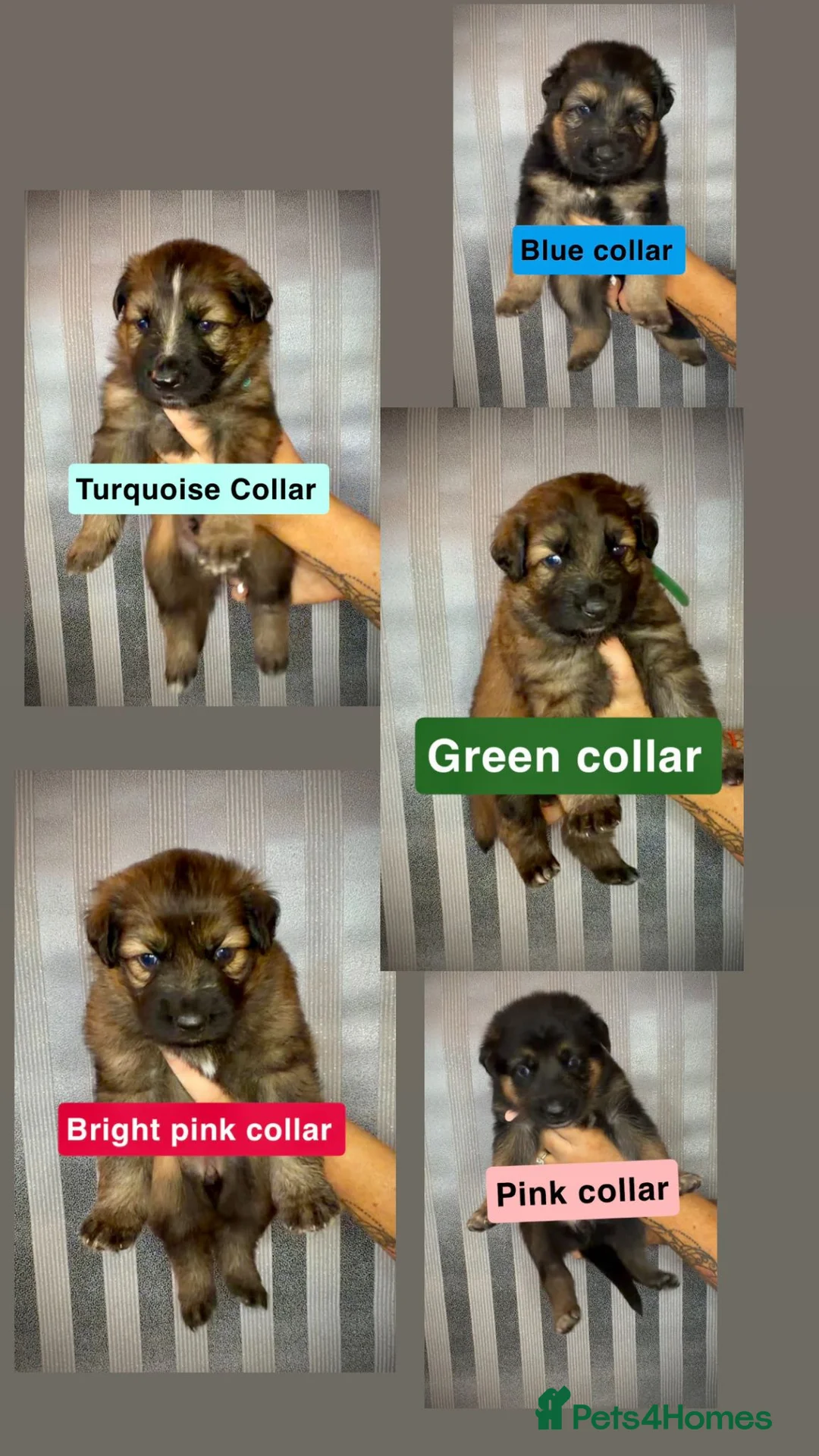 German Shepherd dogs for sale: German Shepherd puppies  - Advert 1
