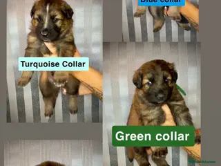 German Shepherd dogs German Shepherd puppies - Advert 6