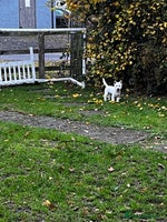 West Highland Terrier dogs - Advert 2