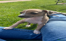 Italian Greyhound dogs for sale: Italian greyhound puppy’s  - Image 22