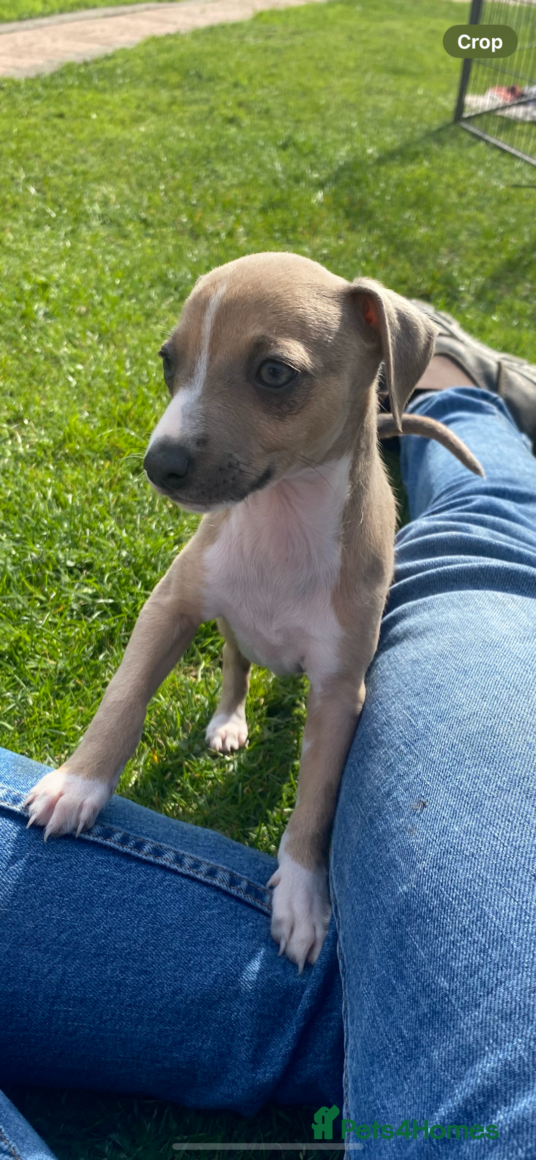 Italian Greyhound dogs for sale: Italian greyhound puppy’s  - Image 22