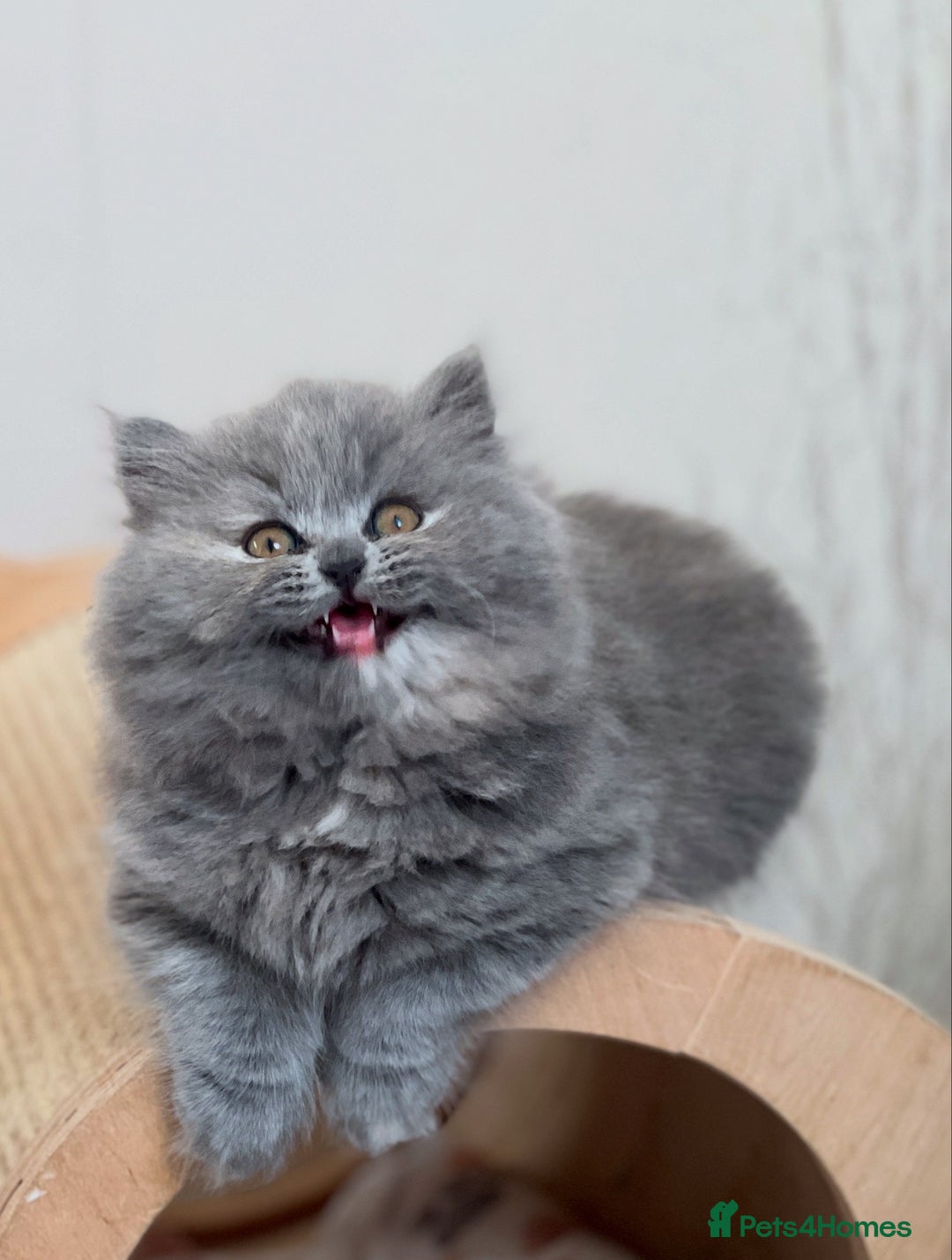 British Shorthair cats for sale: British shorthair & longhair Great Pedigree  - Image 10