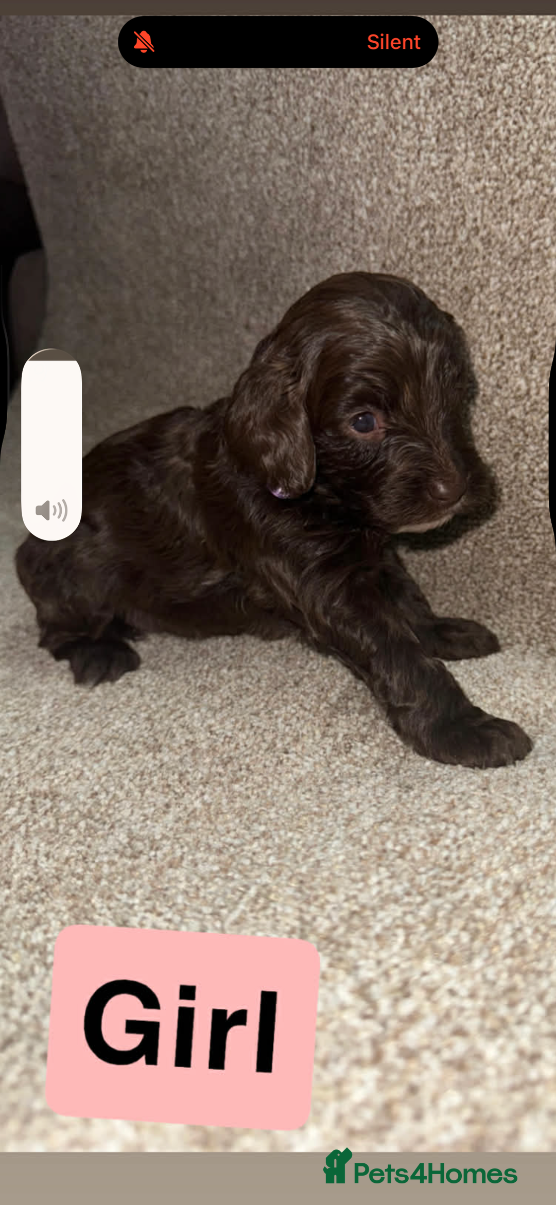 Cockapoo dogs for sale: Cockapoo puppies  - Advert 7