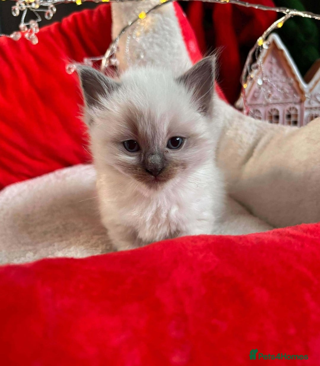 Ragdoll cats for sale: Two GCCF ragdoll boys ♂️♂️😺😺 - Advert 14