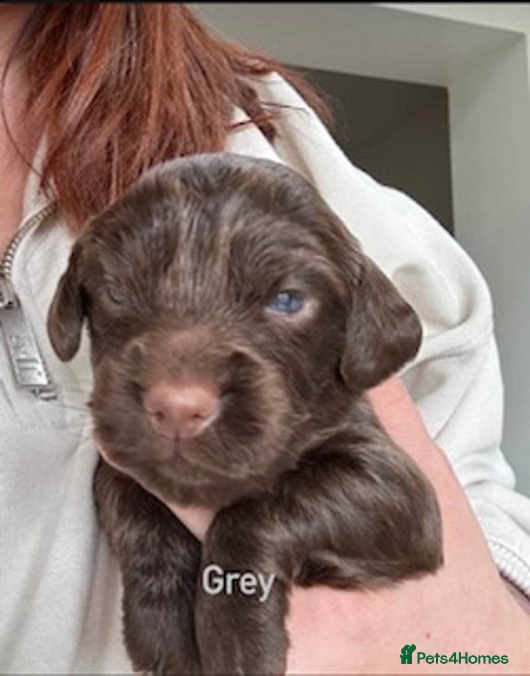 Cocker Spaniel dogs for sale: Chocolate Cocker Spaniel’s  in Crook - Image 5