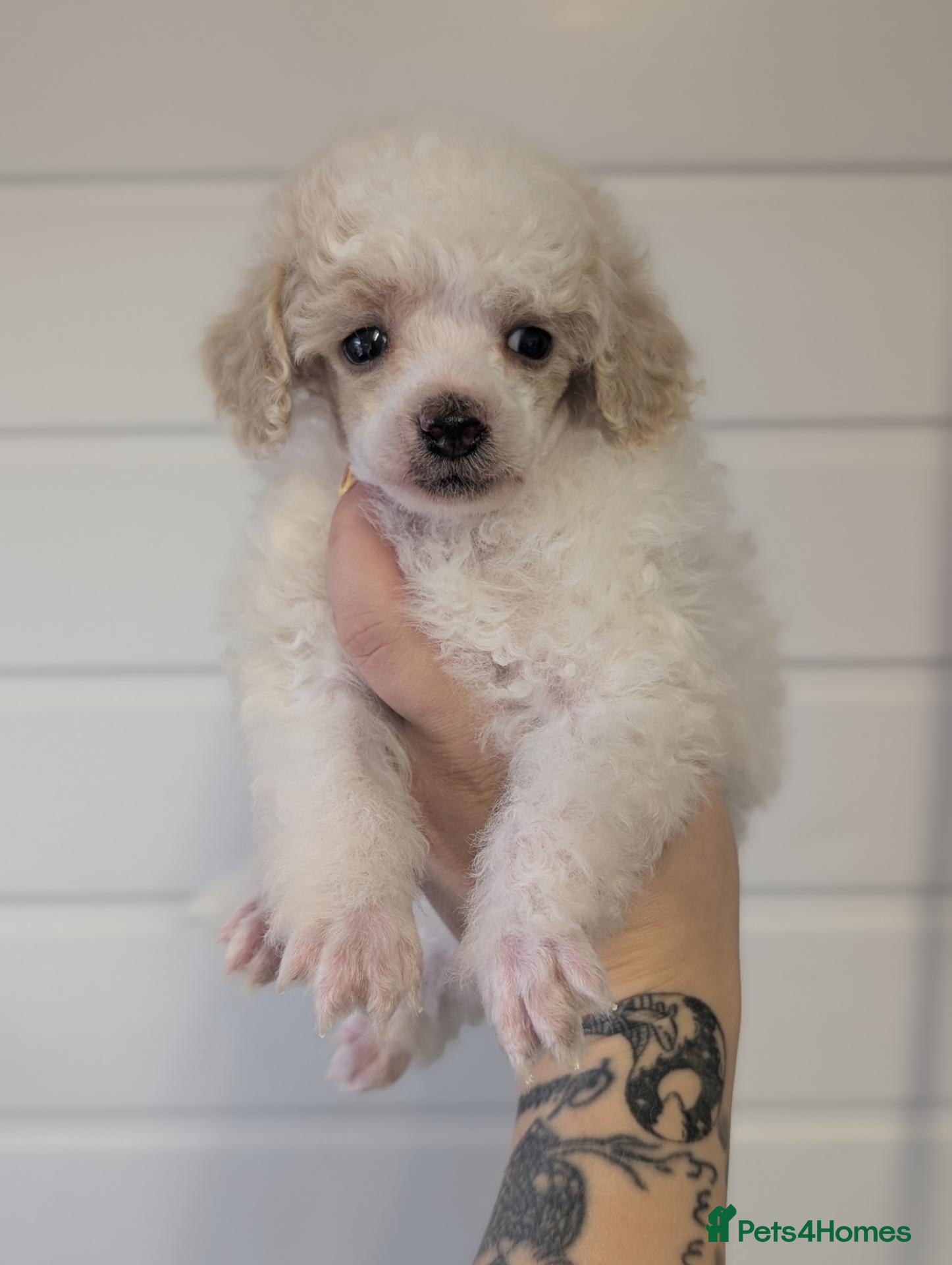 Toy Poodle dogs KC registered toy poodles  - Advert 16
