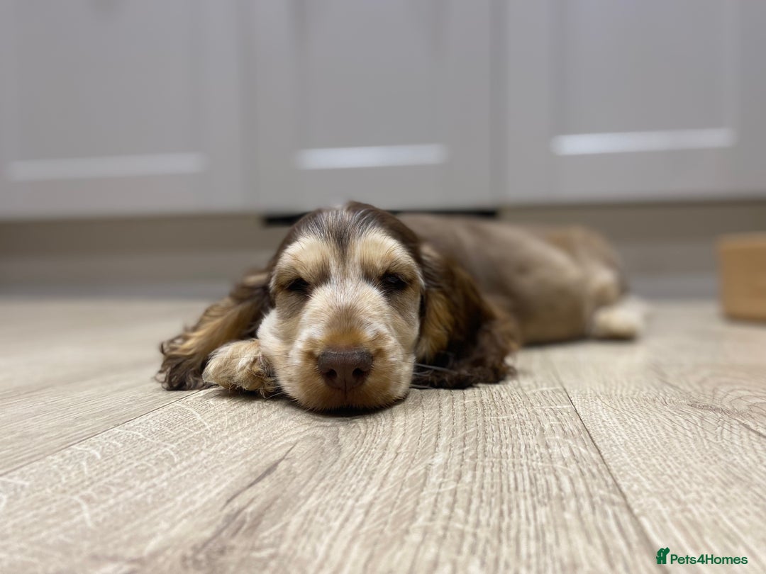 Cocker Spaniel dogs for sale: Show Cocker Spaniel Chocolate Sable  - Advert 7